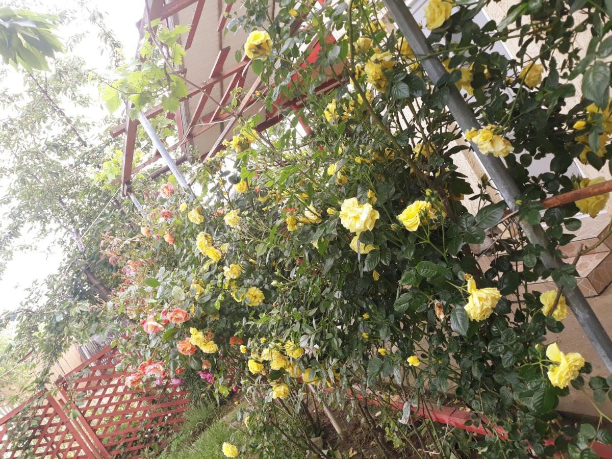 Casa De Vacanta Alexoiu 2 ไม ภายนอก รูปภาพ
